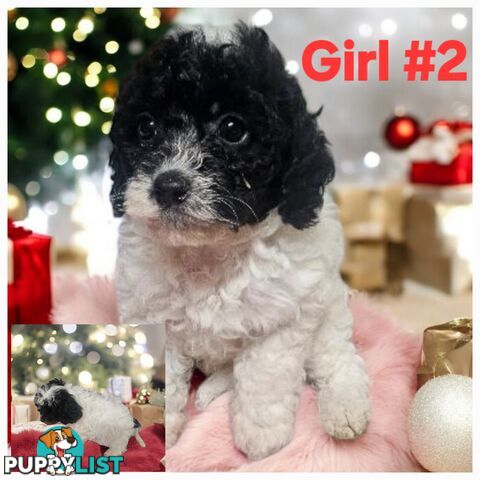 STUNNING RUBY CAVOODLE PUPPIES