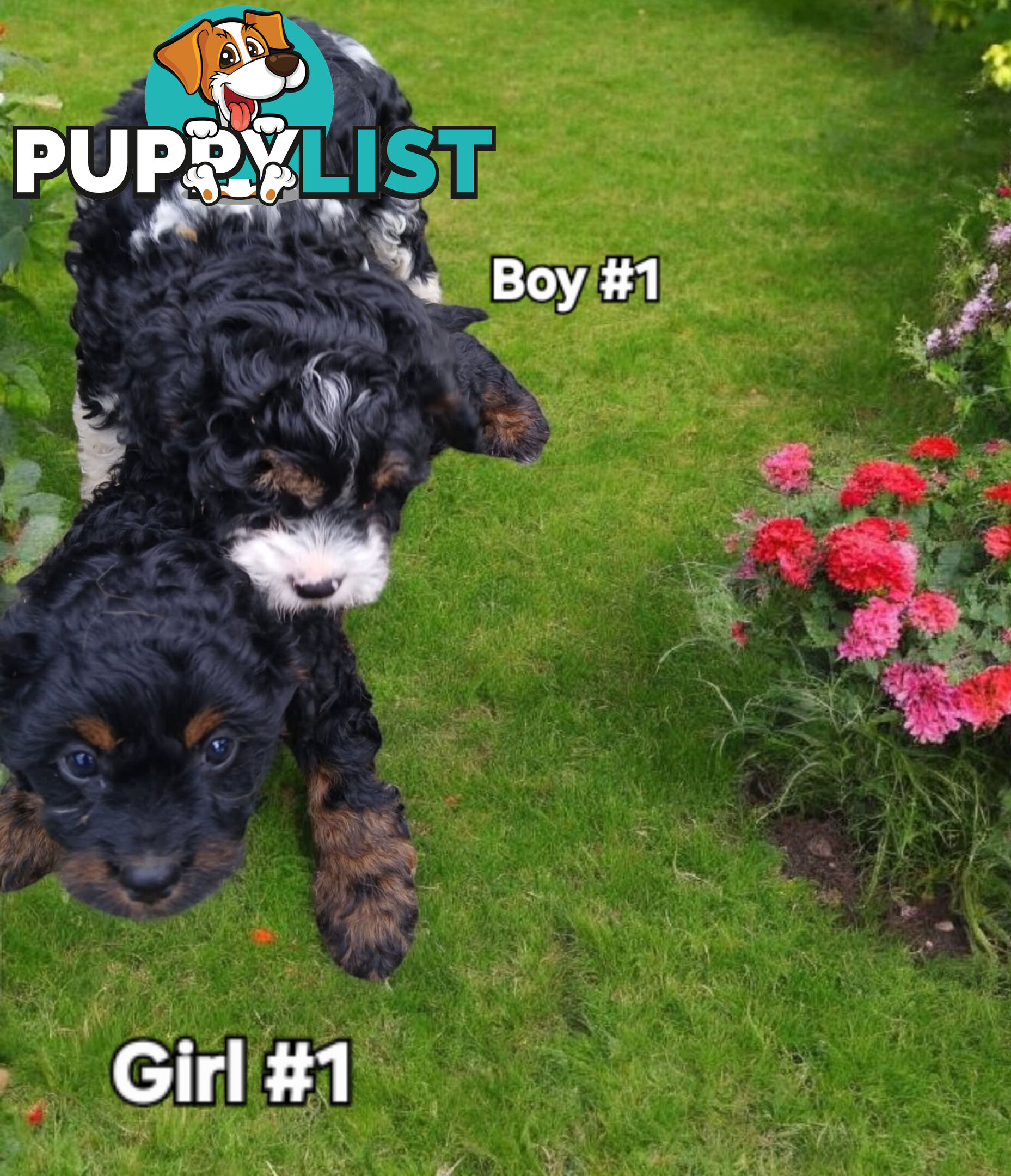 GORGEOUS TOY CAVOODLES PUPPIES