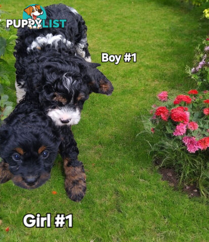 GORGEOUS TOY CAVOODLES PUPPIES