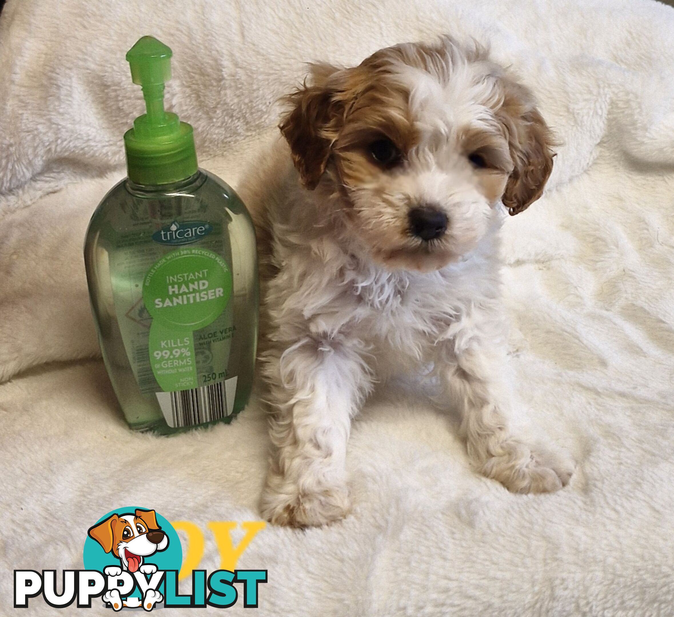 GORGEOUS TOY CAVOODLES PUPPIES