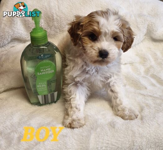 GORGEOUS TOY CAVOODLES PUPPIES
