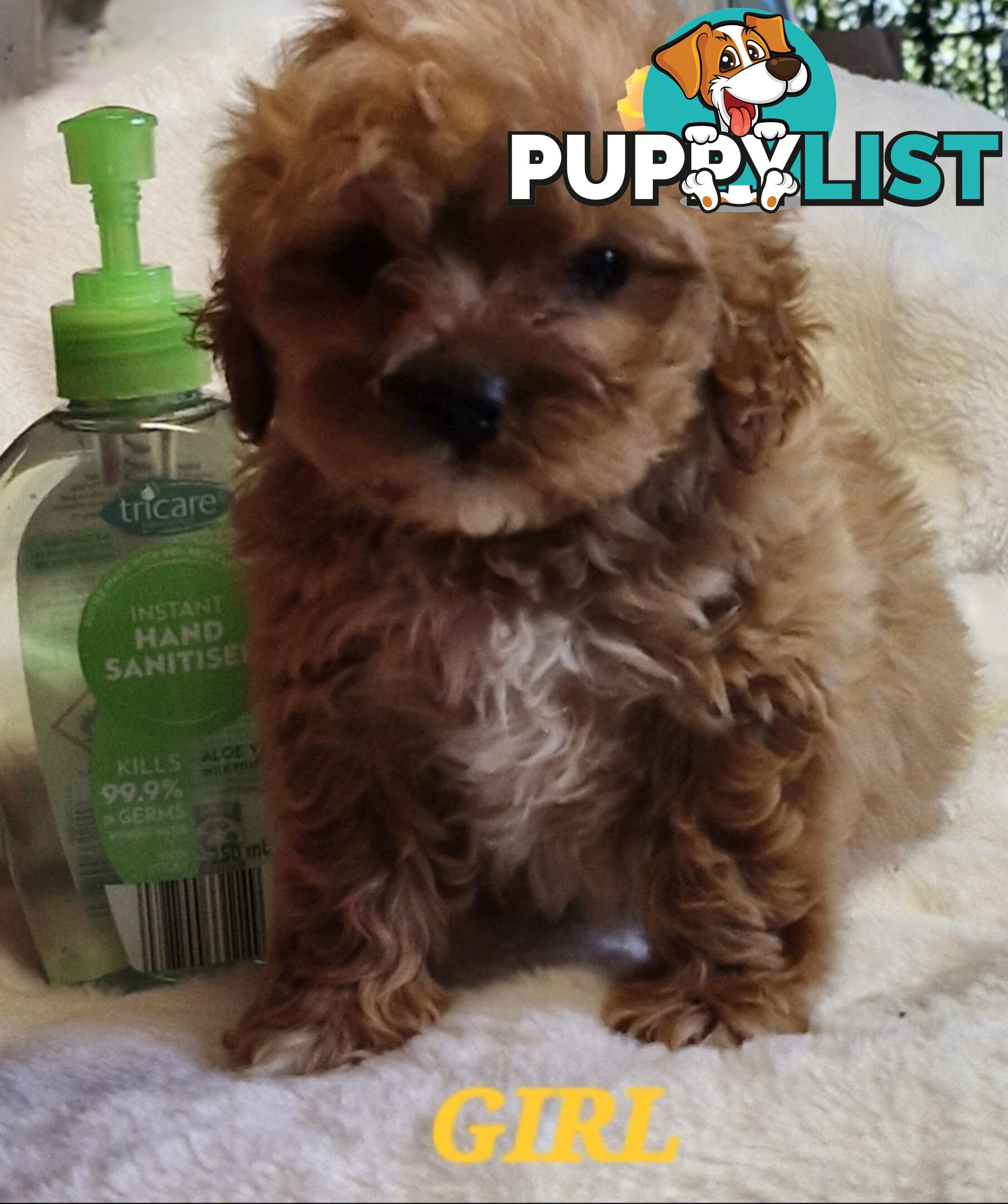 GORGEOUS TOY CAVOODLES PUPPIES
