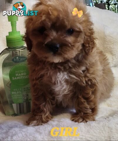 GORGEOUS TOY CAVOODLES PUPPIES