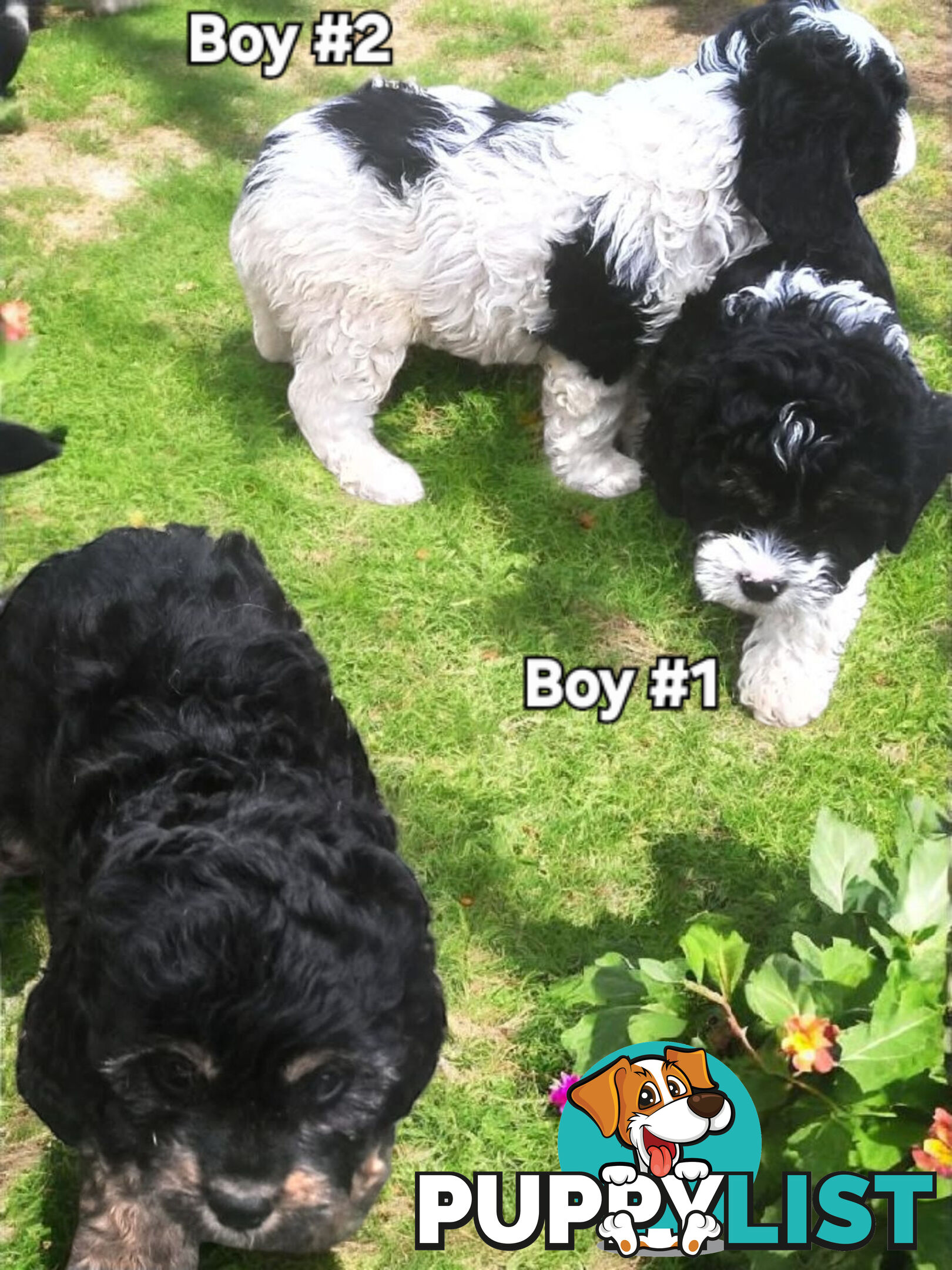 GORGEOUS TOY CAVOODLES PUPPIES