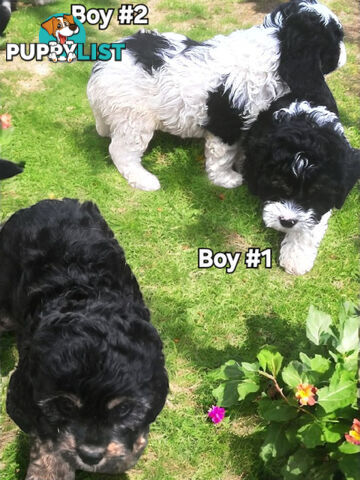 GORGEOUS TOY CAVOODLES PUPPIES