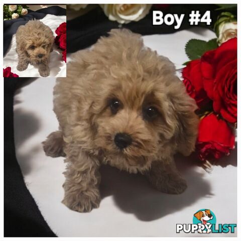 GORGEOUS TOY CAVOODLES PUPPIES