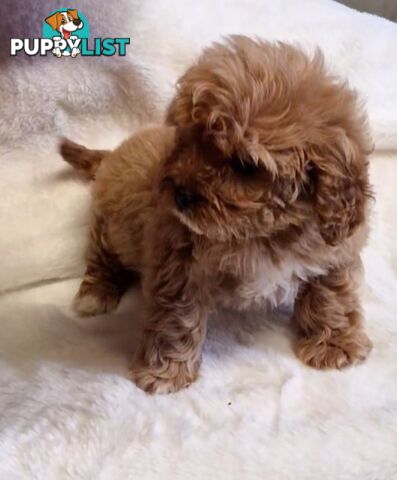 GORGEOUS TOY CAVOODLES PUPPIES