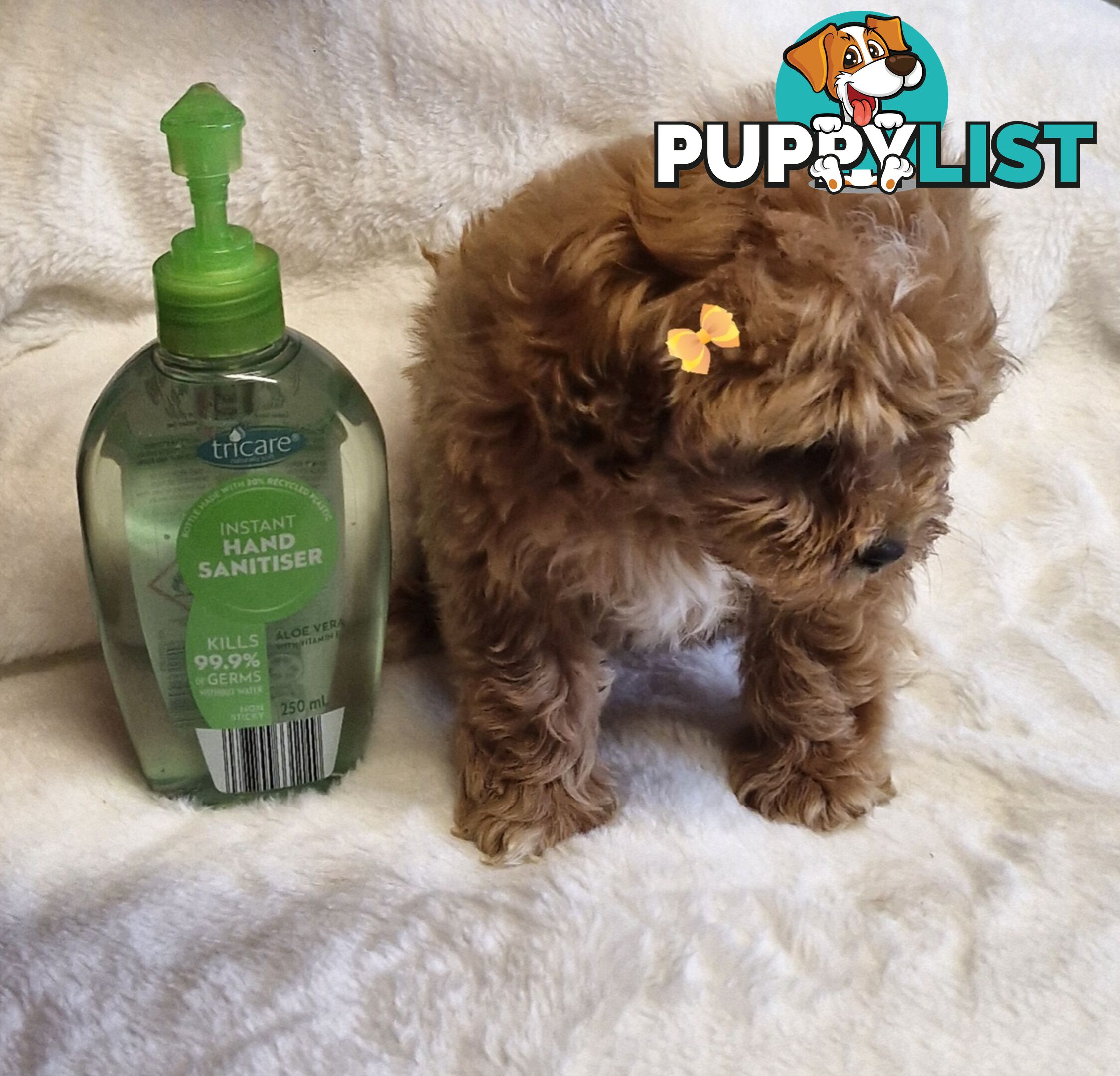 GORGEOUS TOY CAVOODLES PUPPIES