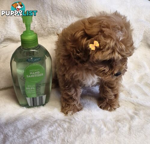 GORGEOUS TOY CAVOODLES PUPPIES
