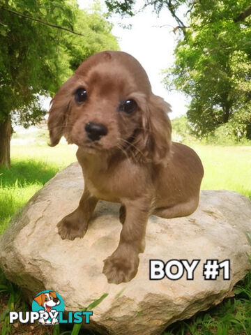 GORGEOUS CAVOODLES 