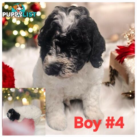 STUNNING RUBY CAVOODLE PUPPIES