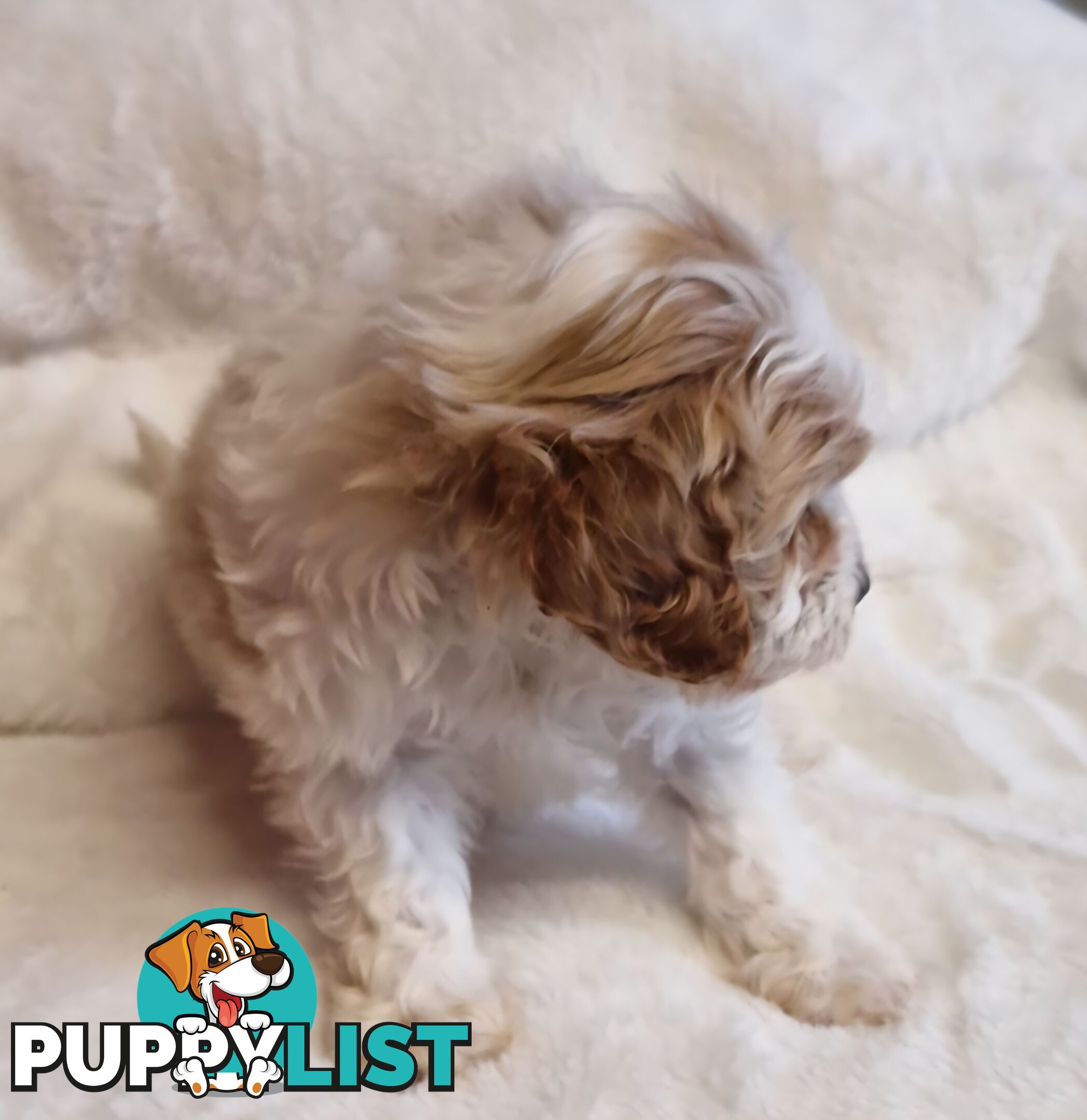 GORGEOUS TOY CAVOODLES PUPPIES