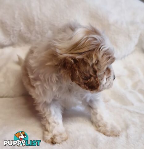 GORGEOUS TOY CAVOODLES PUPPIES