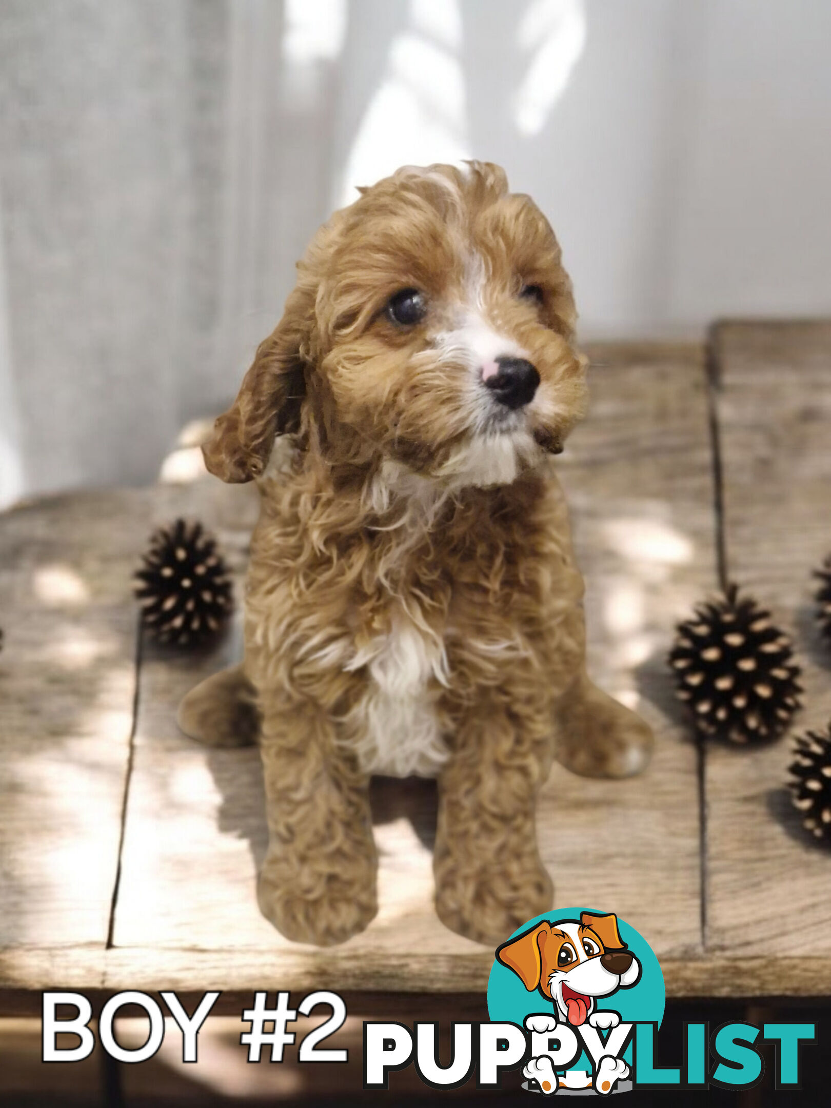 STUNNING RUBY CAVOODLE PUPPIES