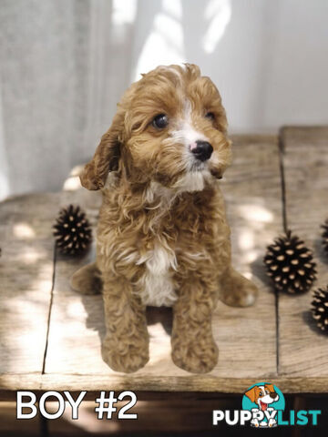 STUNNING RUBY CAVOODLE PUPPIES