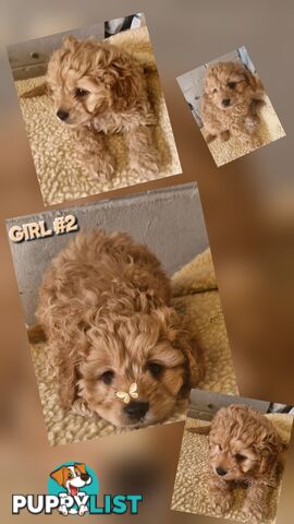 GORGEOUS TOY CAVOODLES PUPPIES