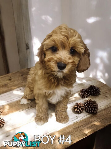 STUNNING RUBY CAVOODLE PUPPIES