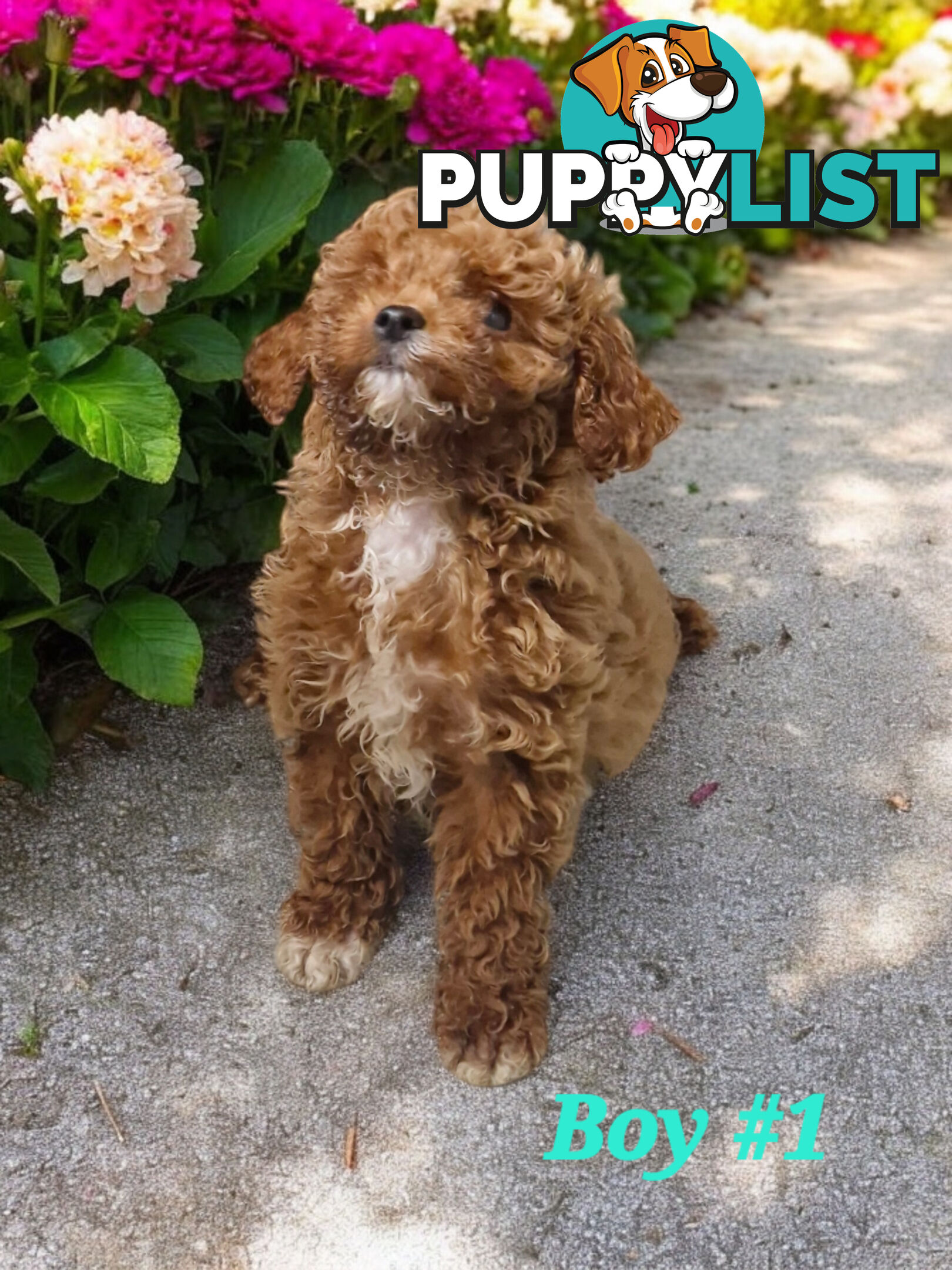 ADORABLE TEDDY BEAR CAVOODLE PUPPIES