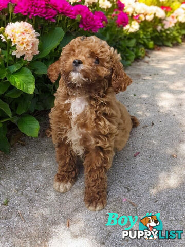 ADORABLE TEDDY BEAR CAVOODLE PUPPIES