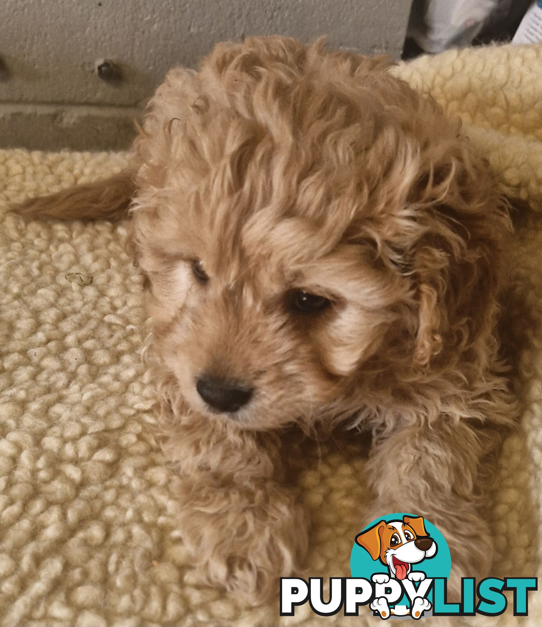 LAST GORGEOUS BOY CAVOODLE PUPPY