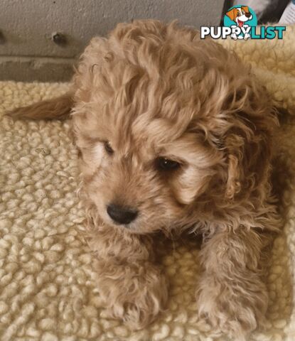 GORGEOUS TOY CAVOODLES PUPPIES