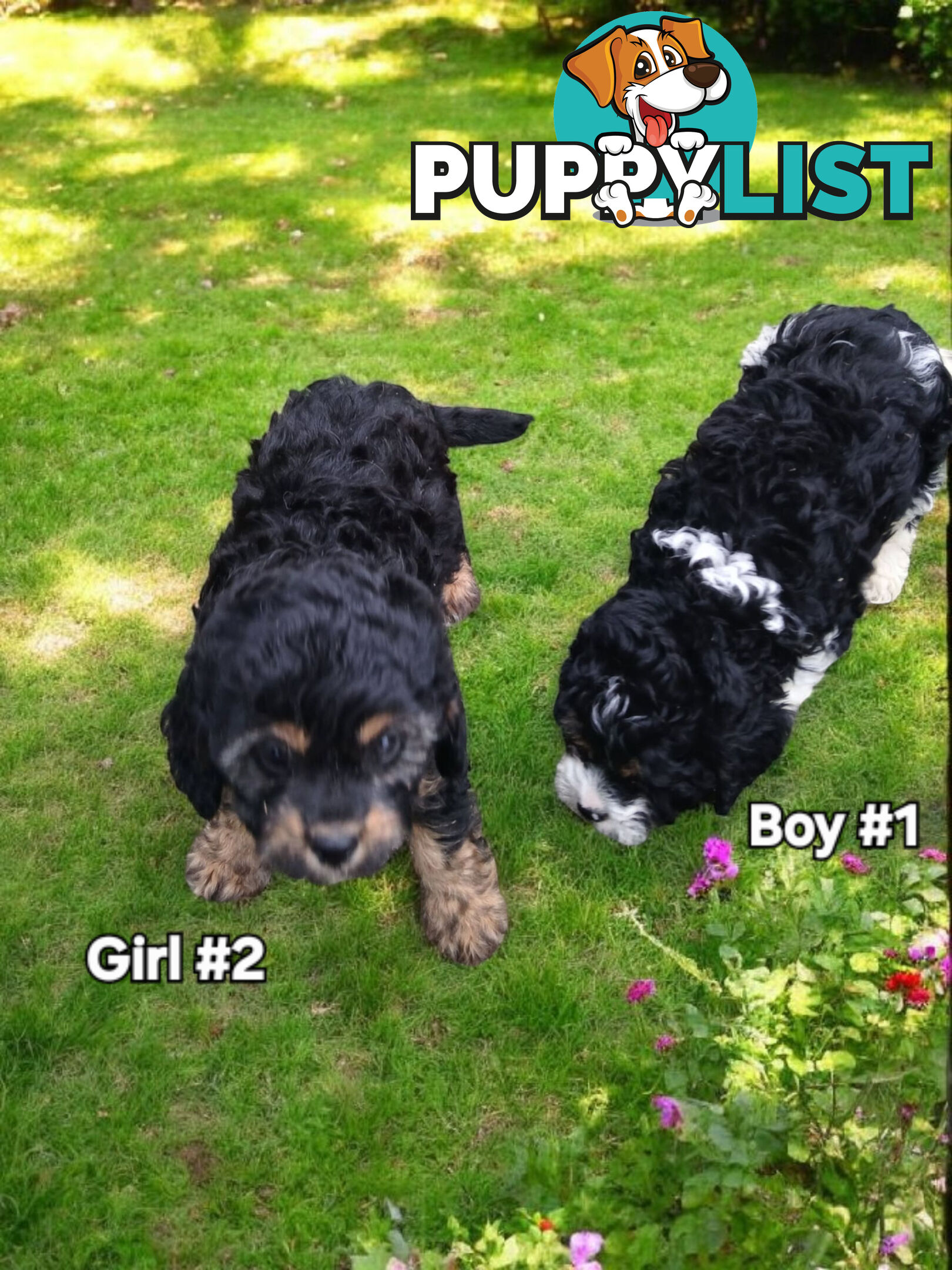 GORGEOUS TOY CAVOODLES PUPPIES