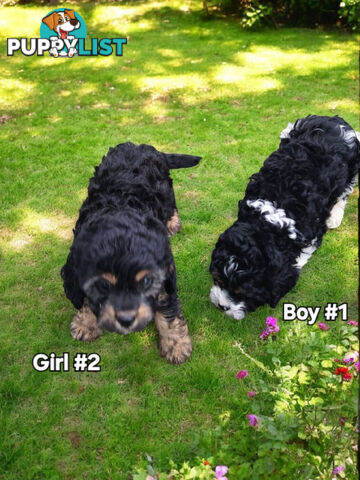 GORGEOUS TOY CAVOODLES PUPPIES