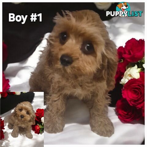 GORGEOUS TOY CAVOODLES PUPPIES