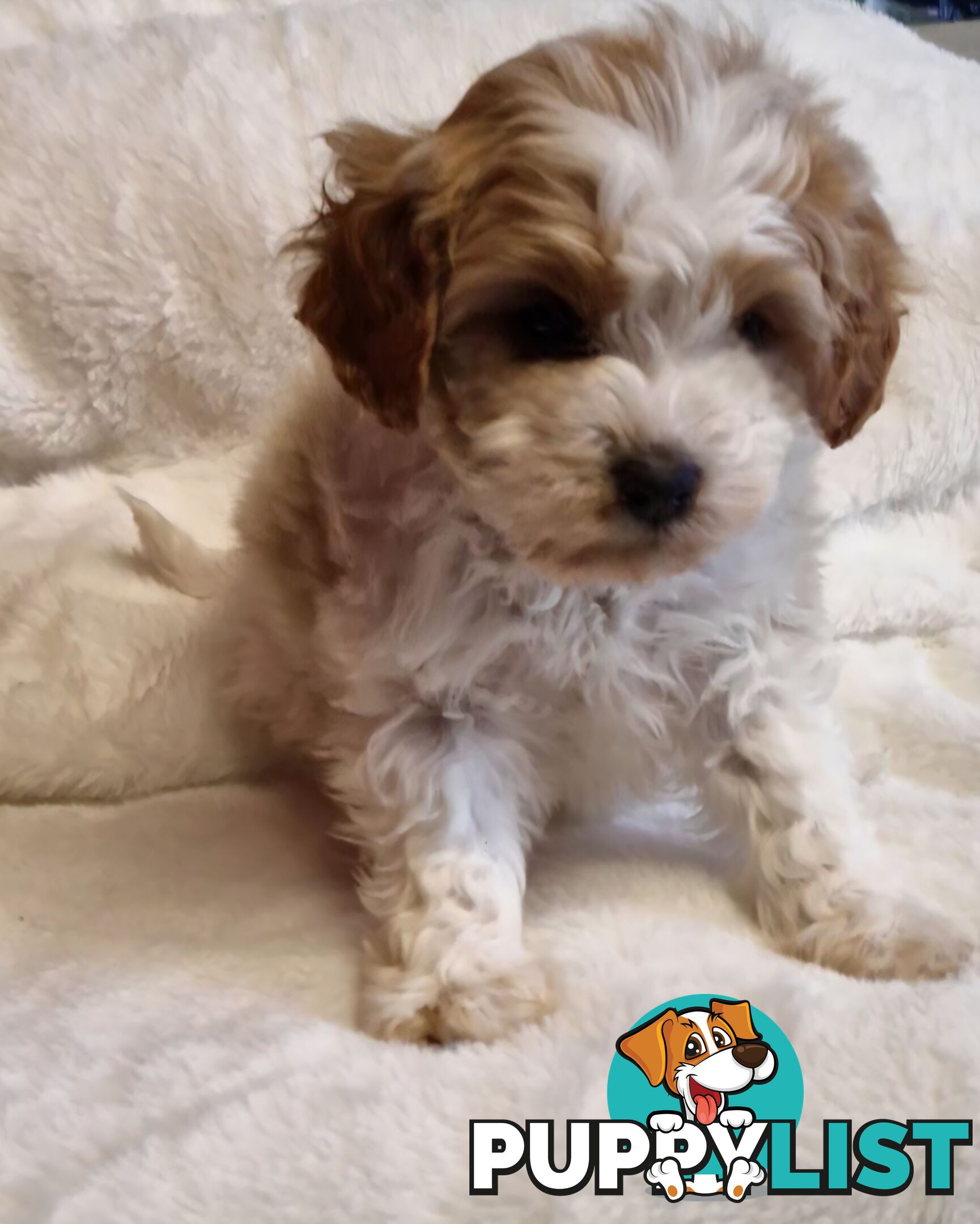 GORGEOUS TOY CAVOODLES PUPPIES
