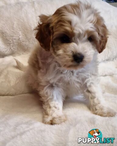 GORGEOUS TOY CAVOODLES PUPPIES