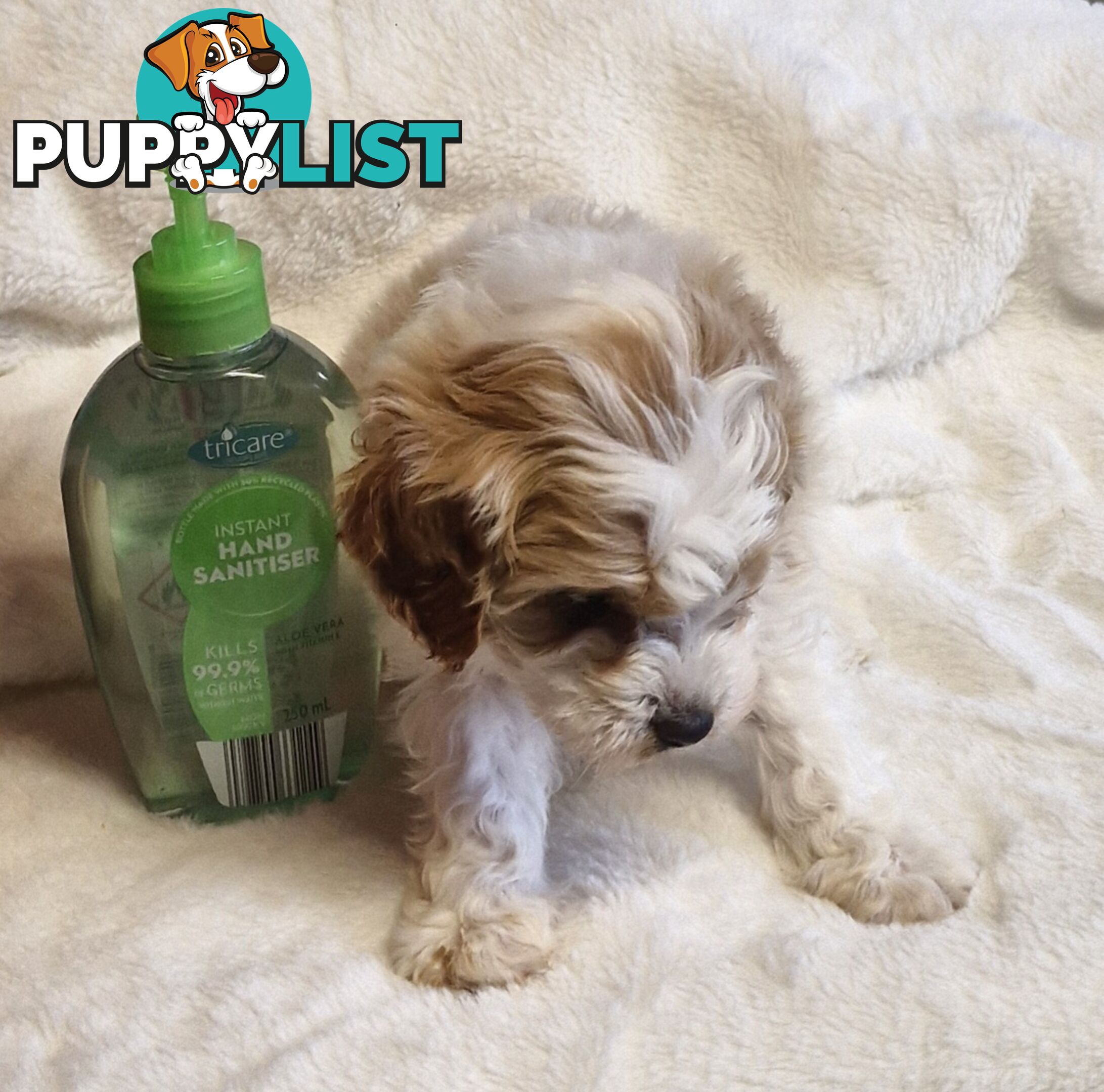 GORGEOUS TOY CAVOODLES PUPPIES