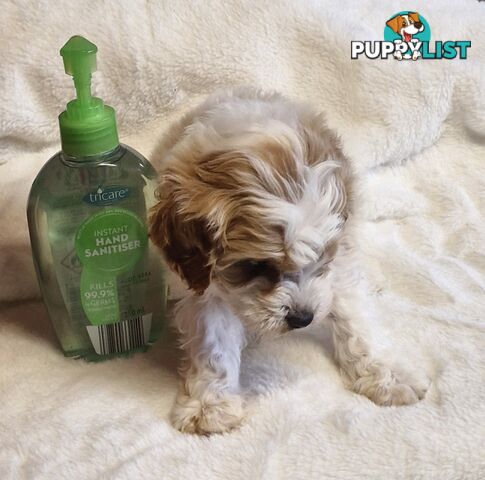 GORGEOUS TOY CAVOODLES PUPPIES