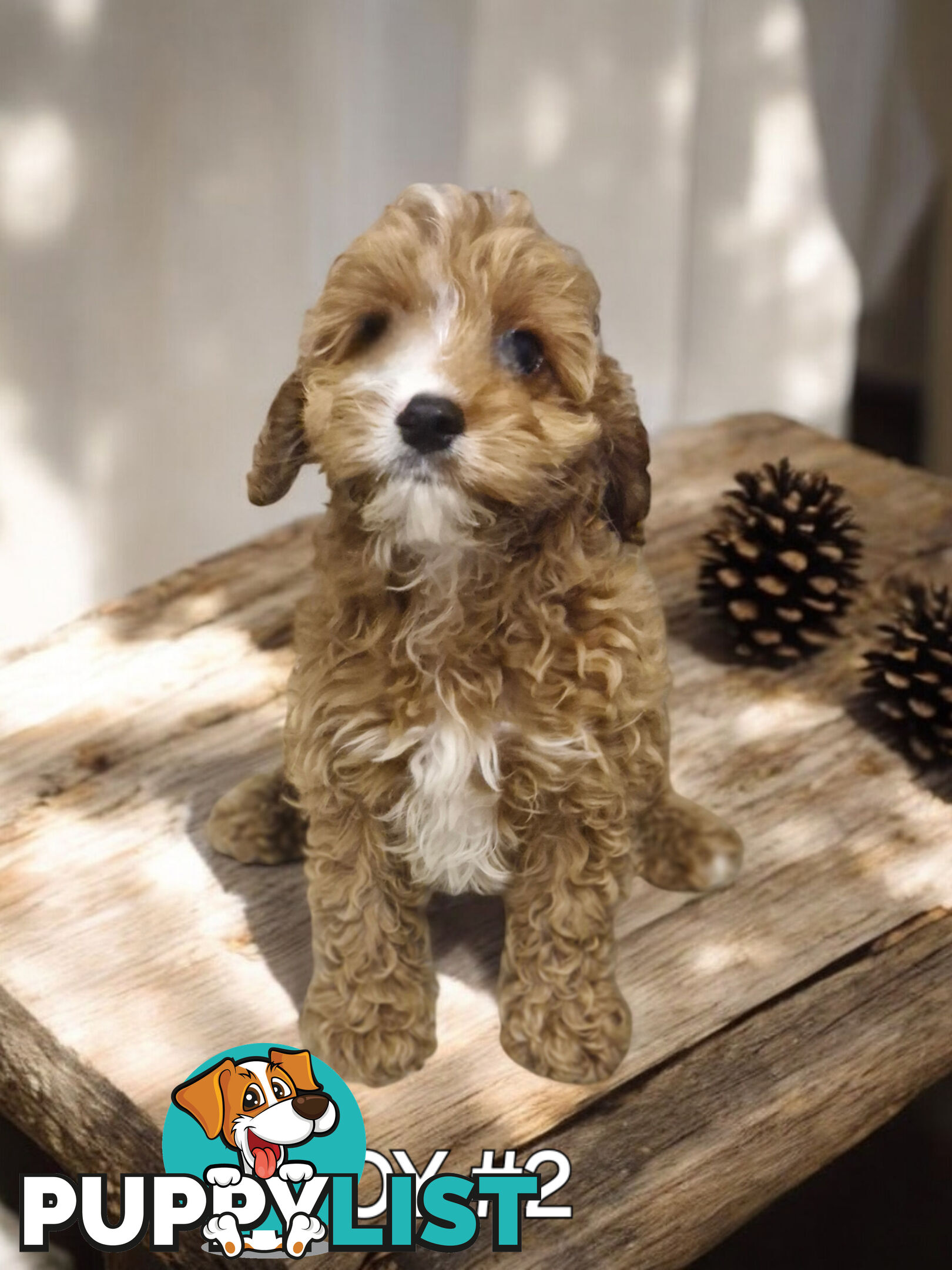 STUNNING RUBY CAVOODLE PUPPIES