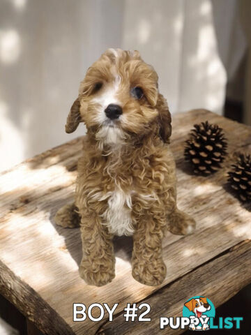 STUNNING RUBY CAVOODLE PUPPIES