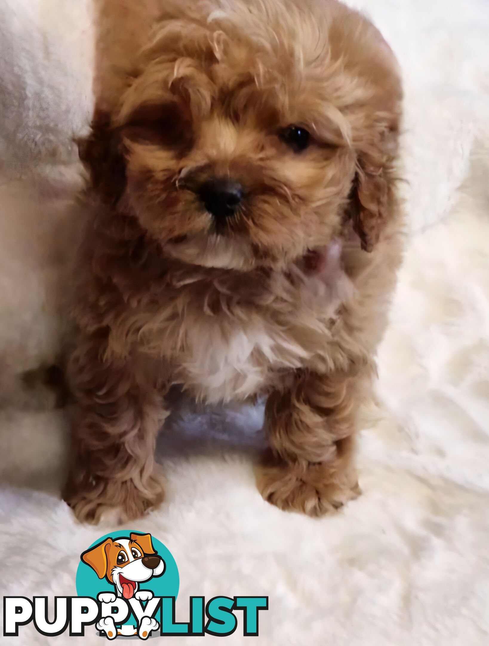 GORGEOUS TOY CAVOODLES PUPPIES