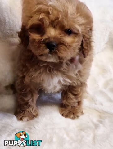 GORGEOUS TOY CAVOODLES PUPPIES