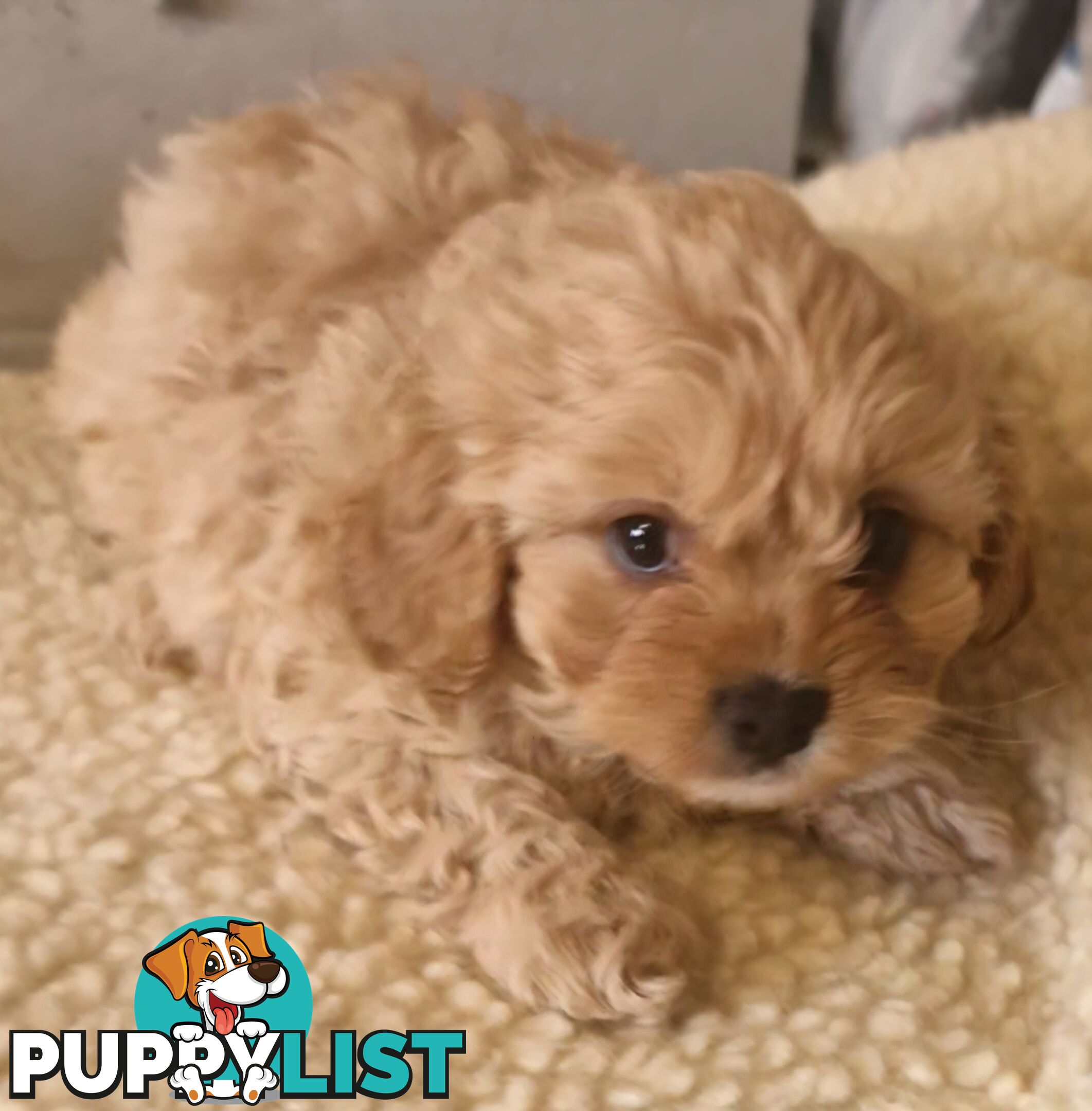 LAST GORGEOUS BOY CAVOODLE PUPPY