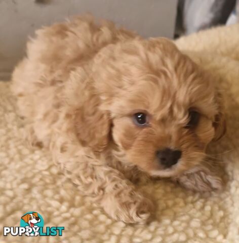 GORGEOUS TOY CAVOODLES PUPPIES