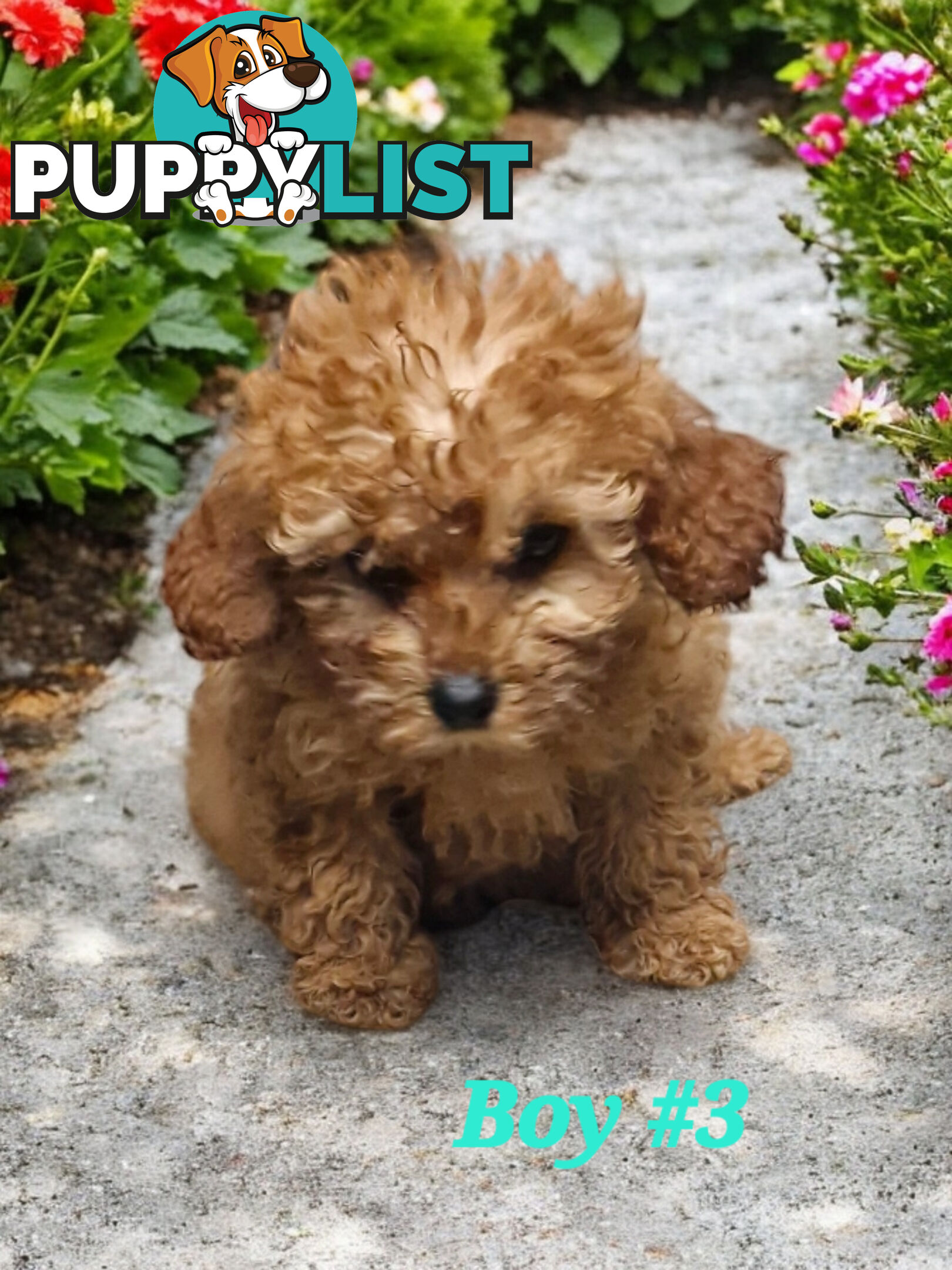 ADORABLE TEDDY BEAR CAVOODLE PUPPIES