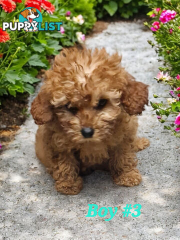 ADORABLE TEDDY BEAR CAVOODLE PUPPIES