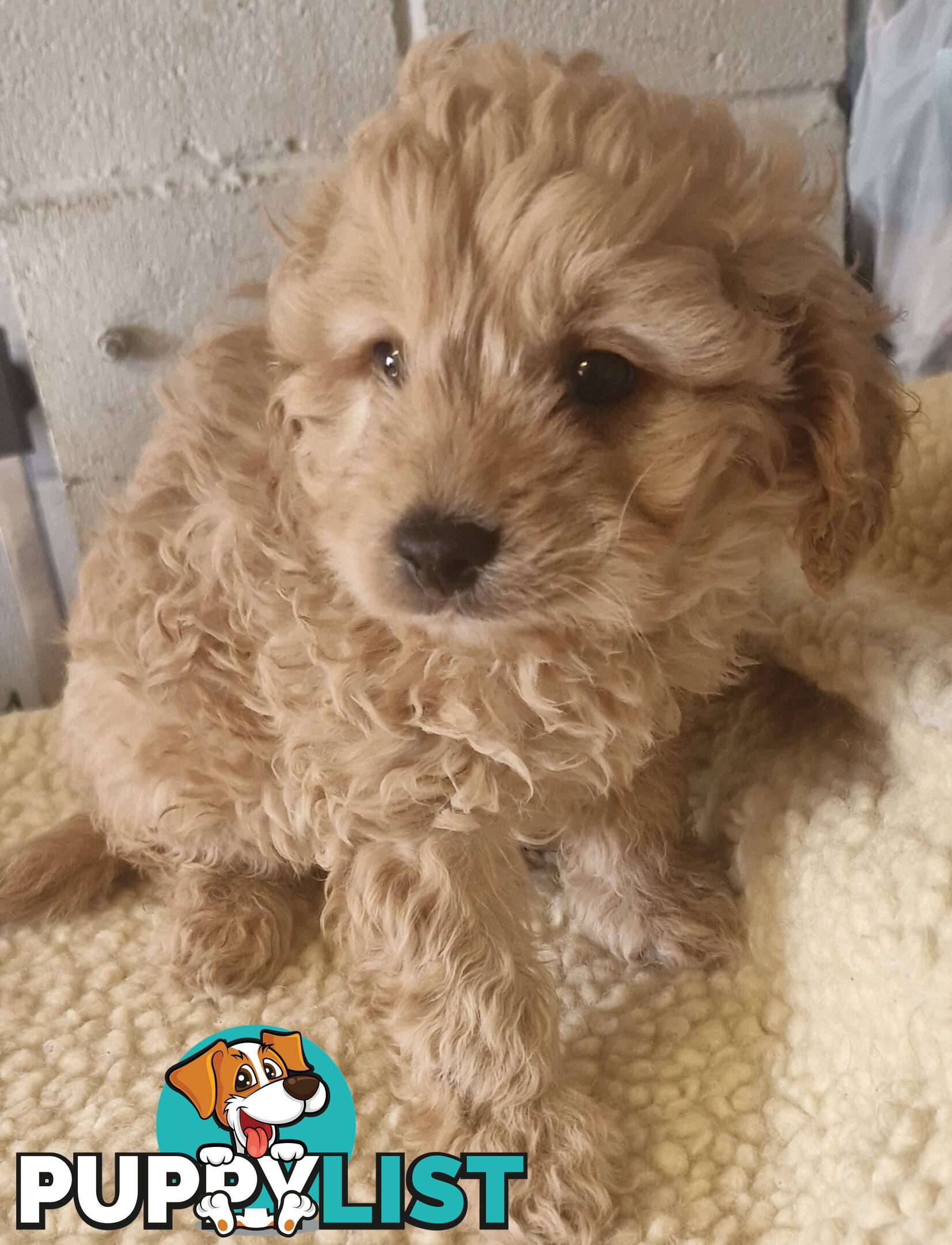 LAST GORGEOUS BOY CAVOODLE PUPPY