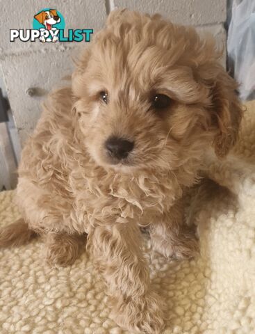 GORGEOUS TOY CAVOODLES PUPPIES