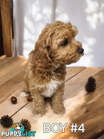 STUNNING RUBY CAVOODLE PUPPIES