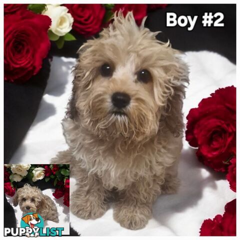 GORGEOUS TOY CAVOODLES PUPPIES