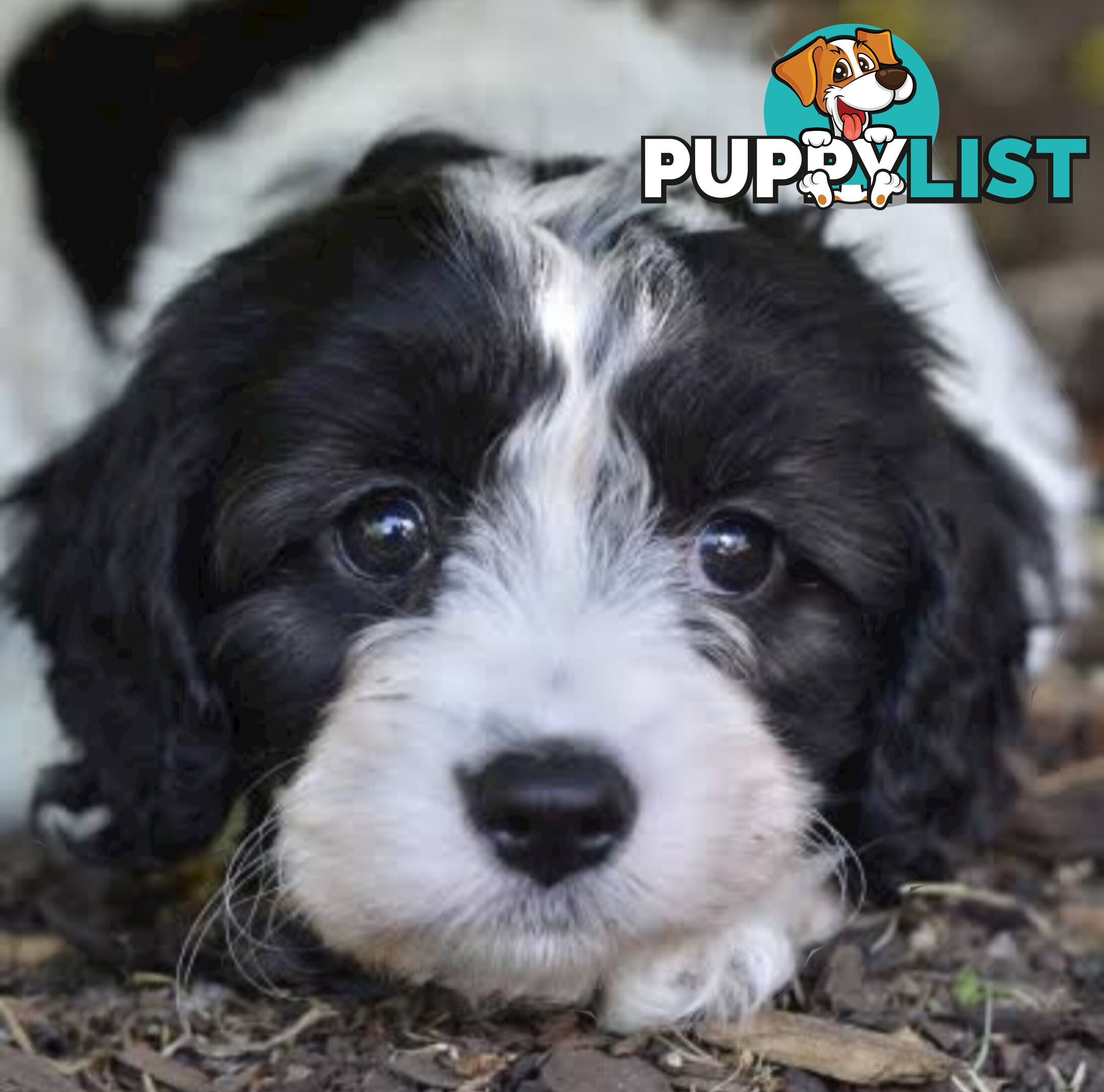 GORGEOUS TOY CAVOODLES PUPPIES