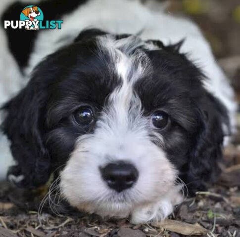 GORGEOUS TOY CAVOODLES PUPPIES