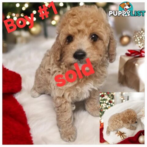 STUNNING RUBY CAVOODLE PUPPIES