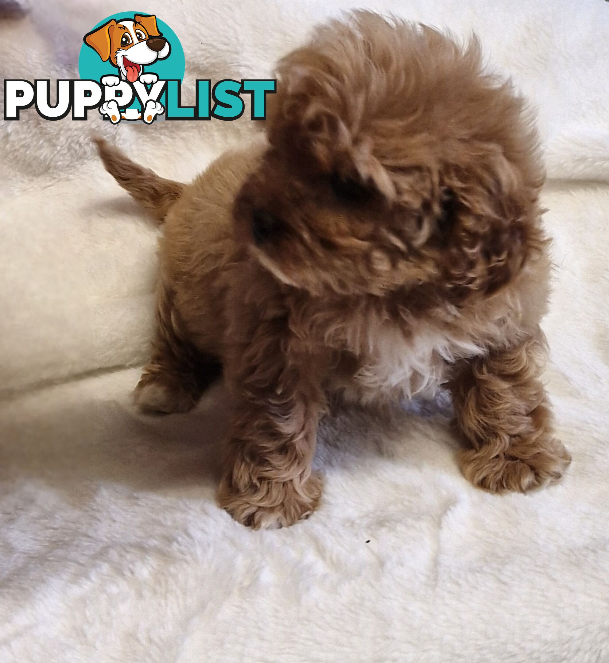 GORGEOUS TOY CAVOODLES PUPPIES