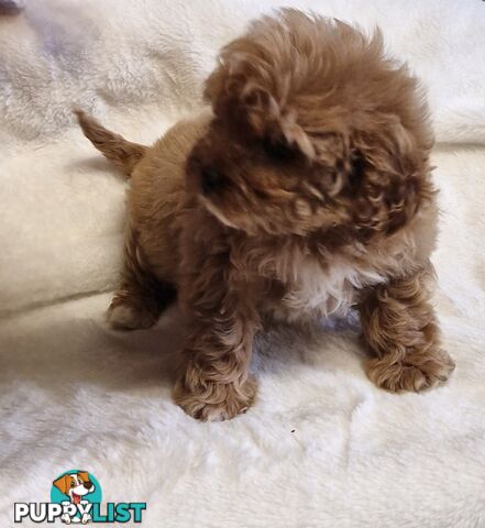 GORGEOUS TOY CAVOODLES PUPPIES
