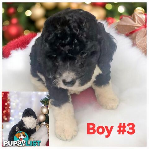 STUNNING RUBY CAVOODLE PUPPIES